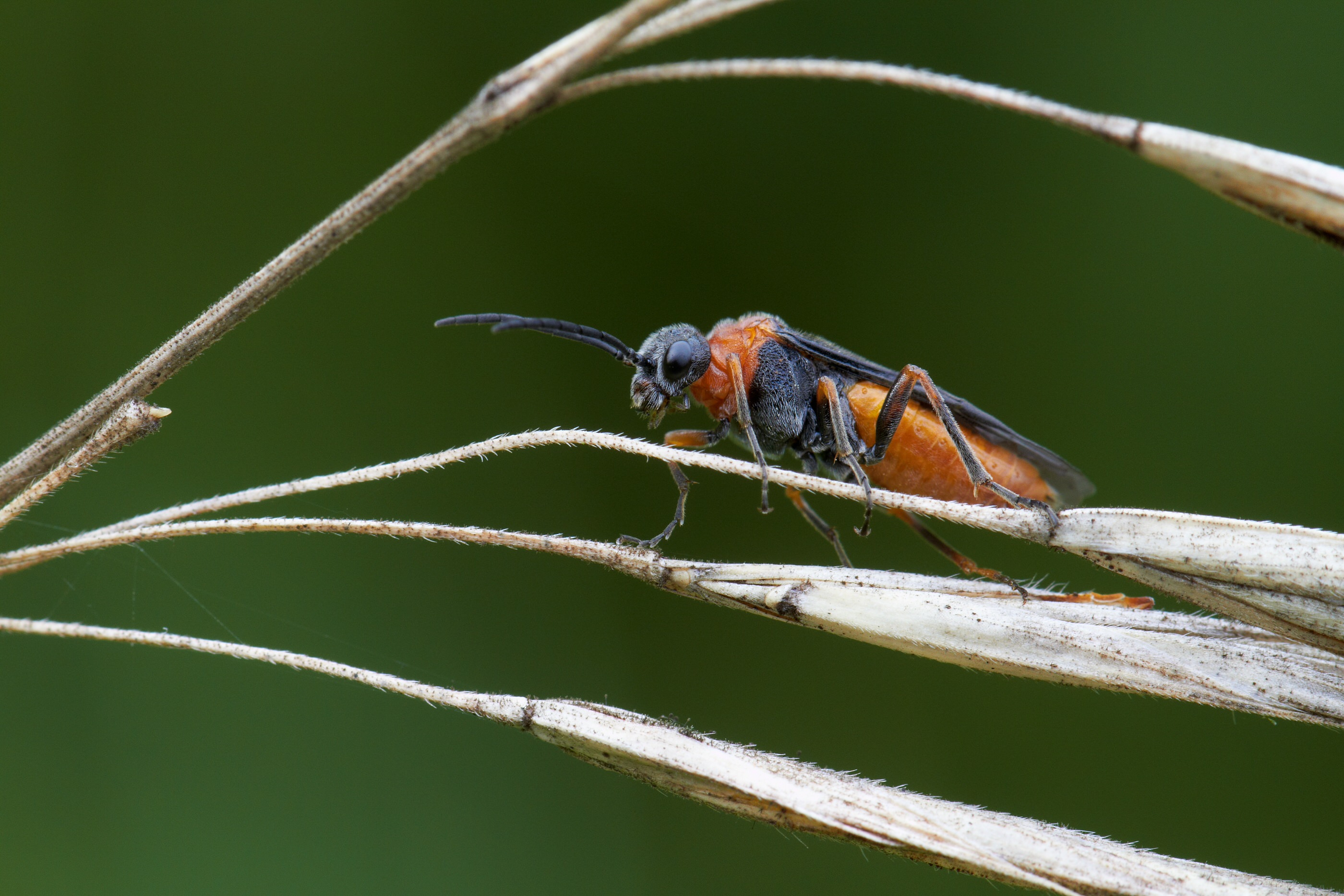 Dolerus cf germanicus      0005